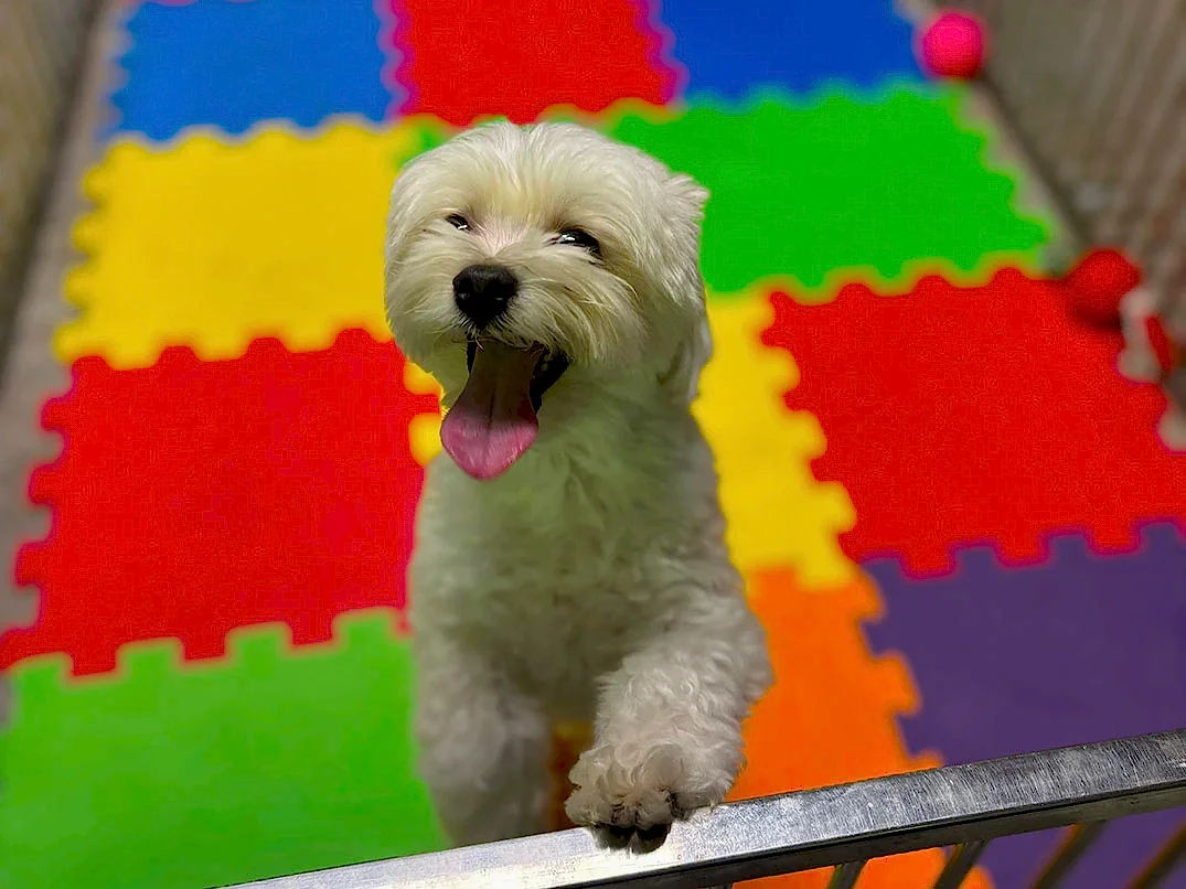 Daimi Müdavimlerimizden Morkie Toffee