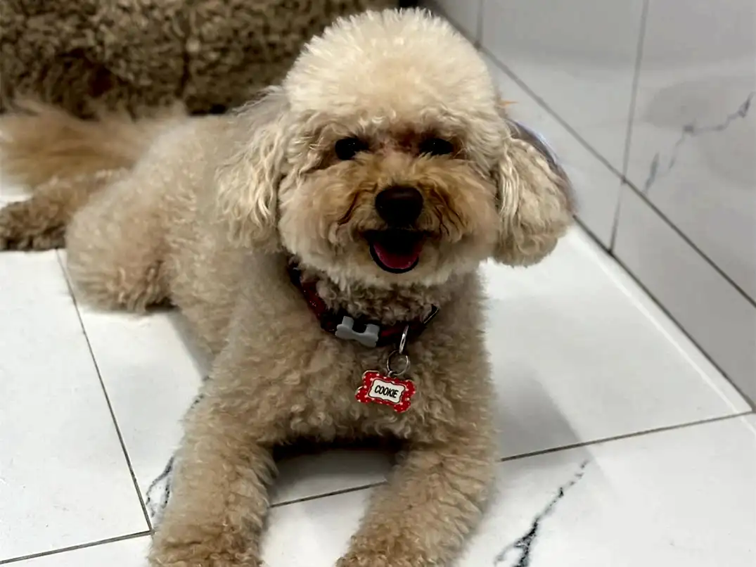 Pansiyonerlerimizden Poodle Cookie