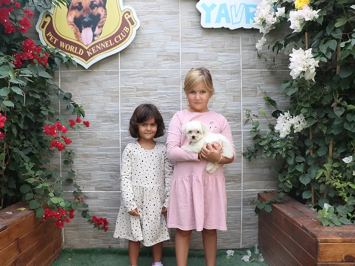 Kurşun ailesi Morkie yavrularına kavuştular