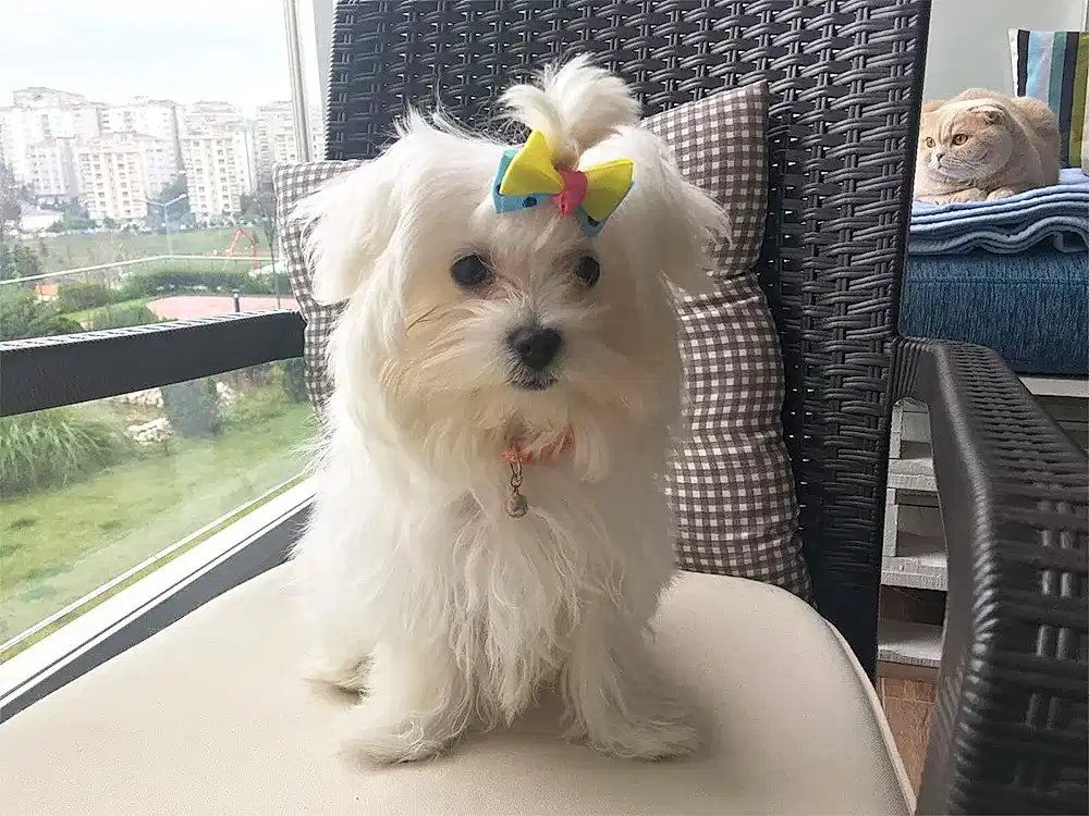 Maltese Terrier Çörek, tuvalet eğitimini tamamladı