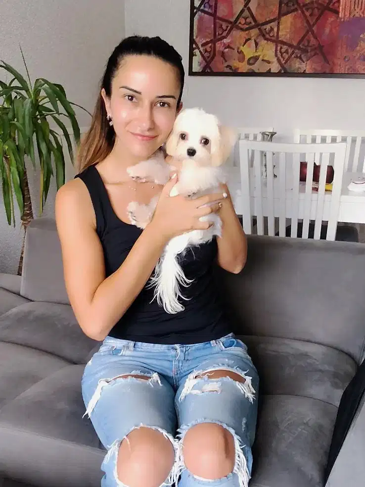 Morkie Miço eğitimlerini başarıyla tamamladı