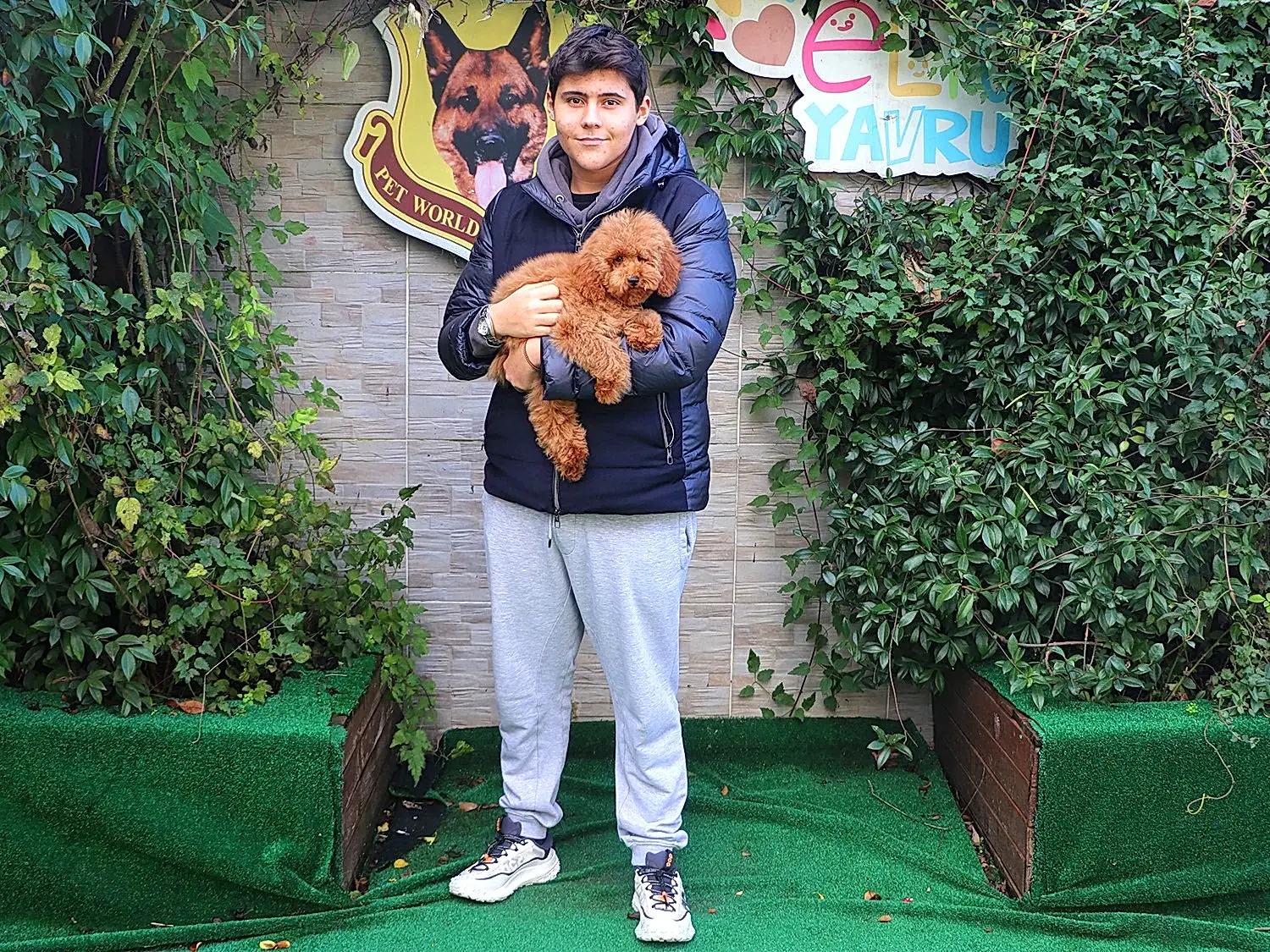 Ölmez ailesi Poodle yavrularına kavuştular