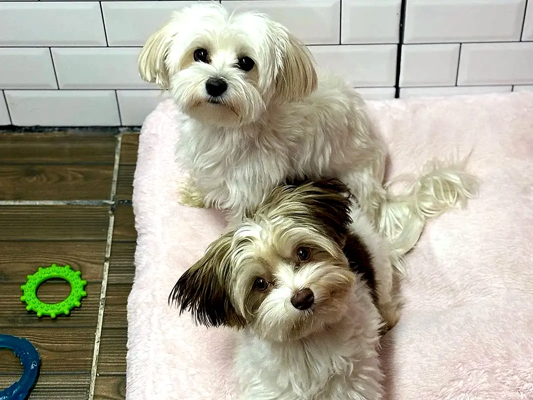 Misafirlerimizden: Charlie & Bailey