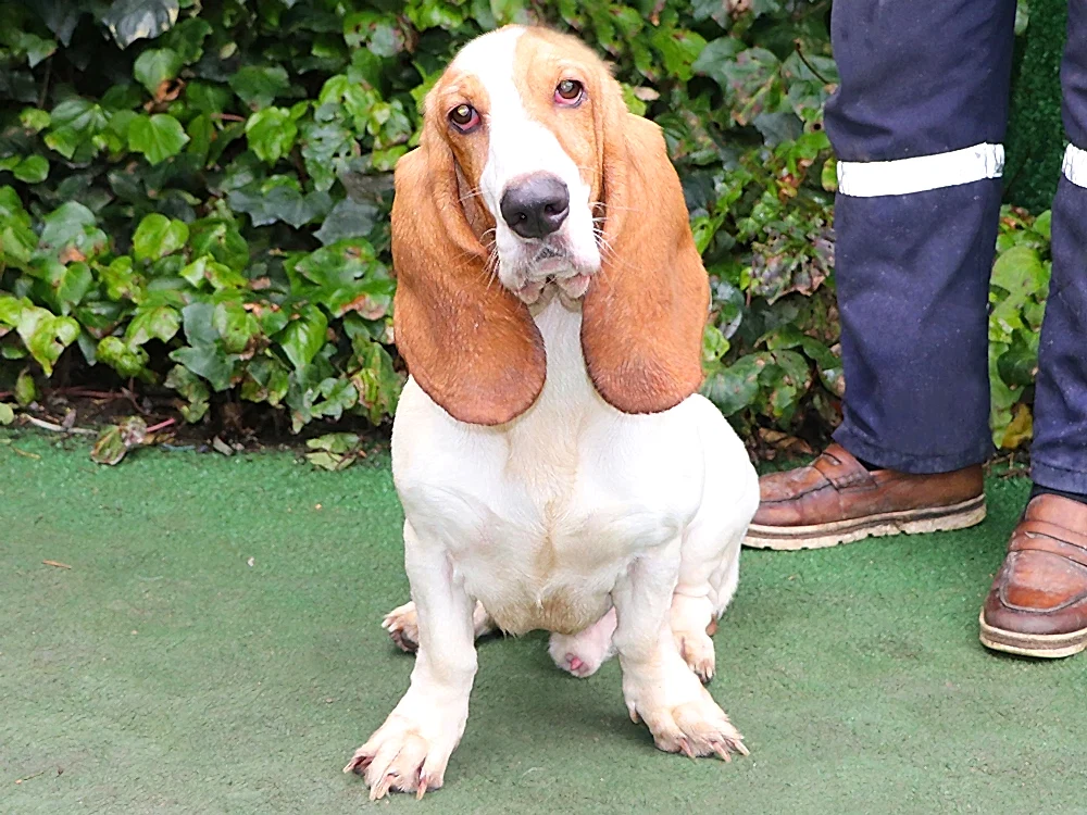 Özlem Akman'ın Basset Hound Jerry'si pansiyonumuzda
