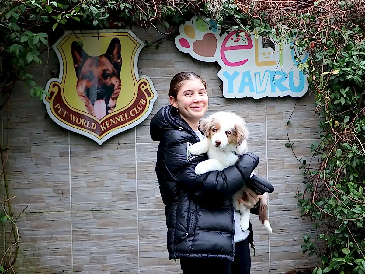 Gürsoy ailesi Miniature American Shepherd yavrularına kavuştular