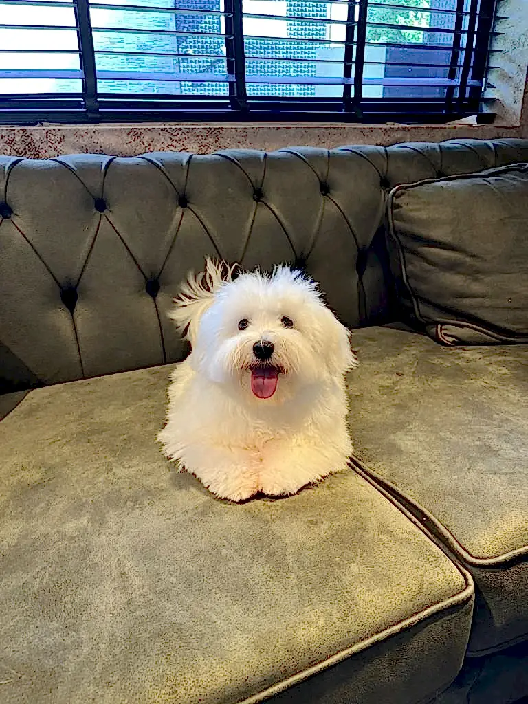 Pansiyonerlerimizden Morkie Luca