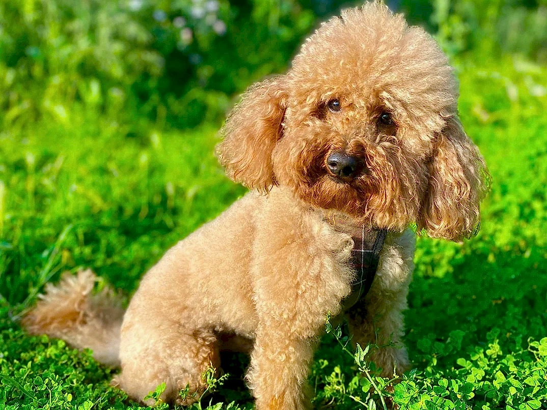 Pet Otelimizin Daimi Müdavimlerinden Poodle Sufle
