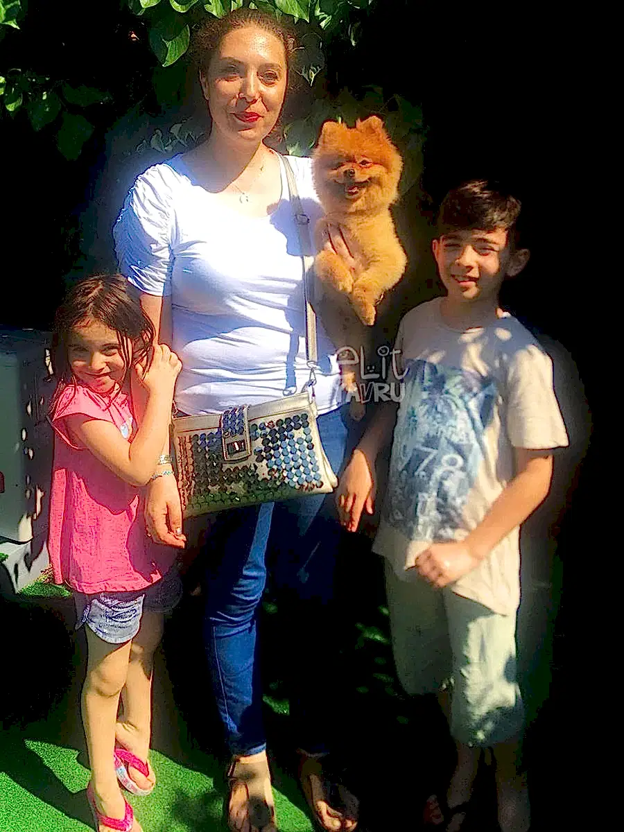 Pomeranian Ponçik temel itaat eğitimini başarıyla tamamladı