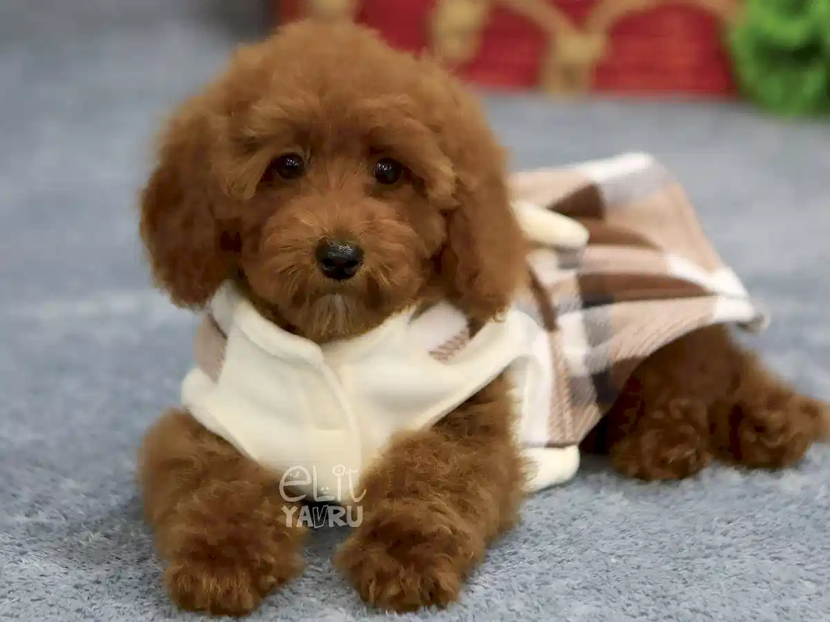 Poodle Polly