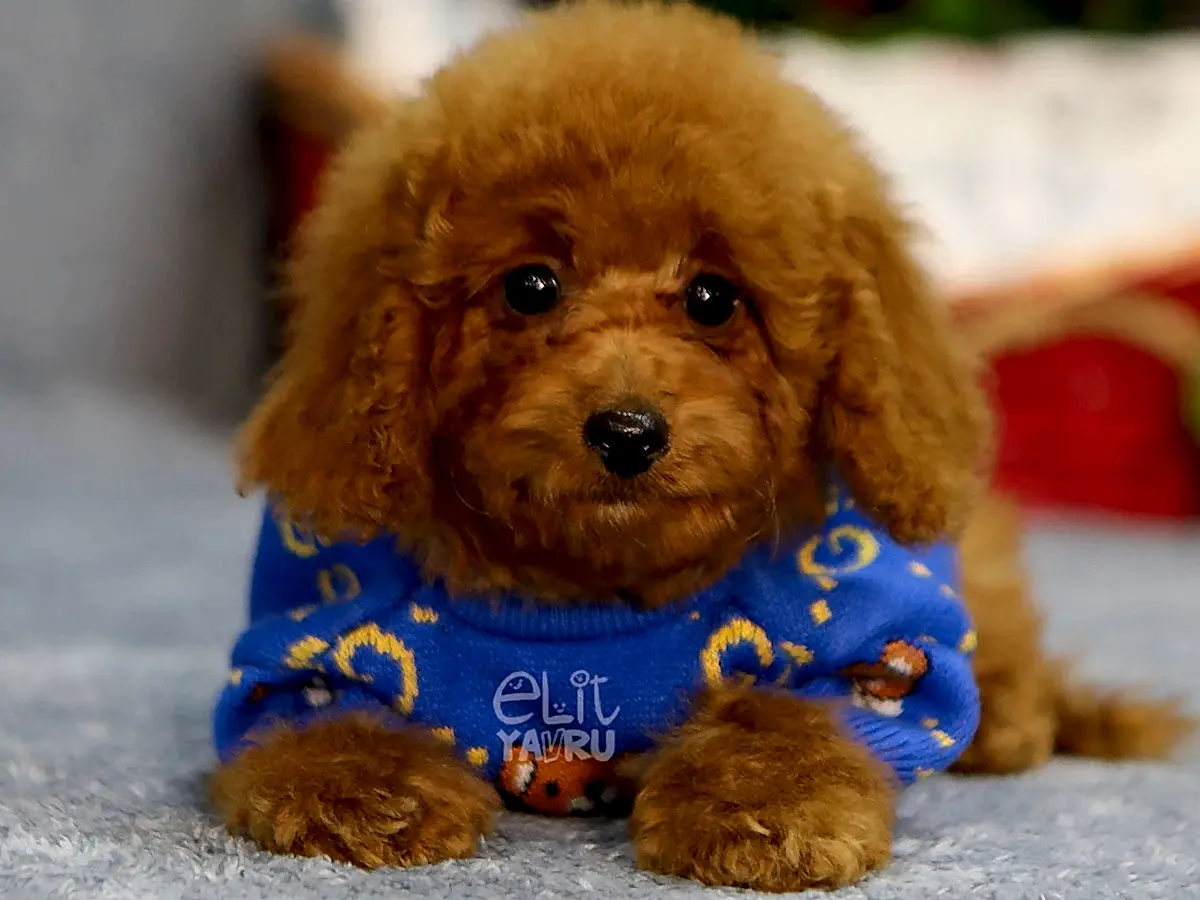 Poodle Riley