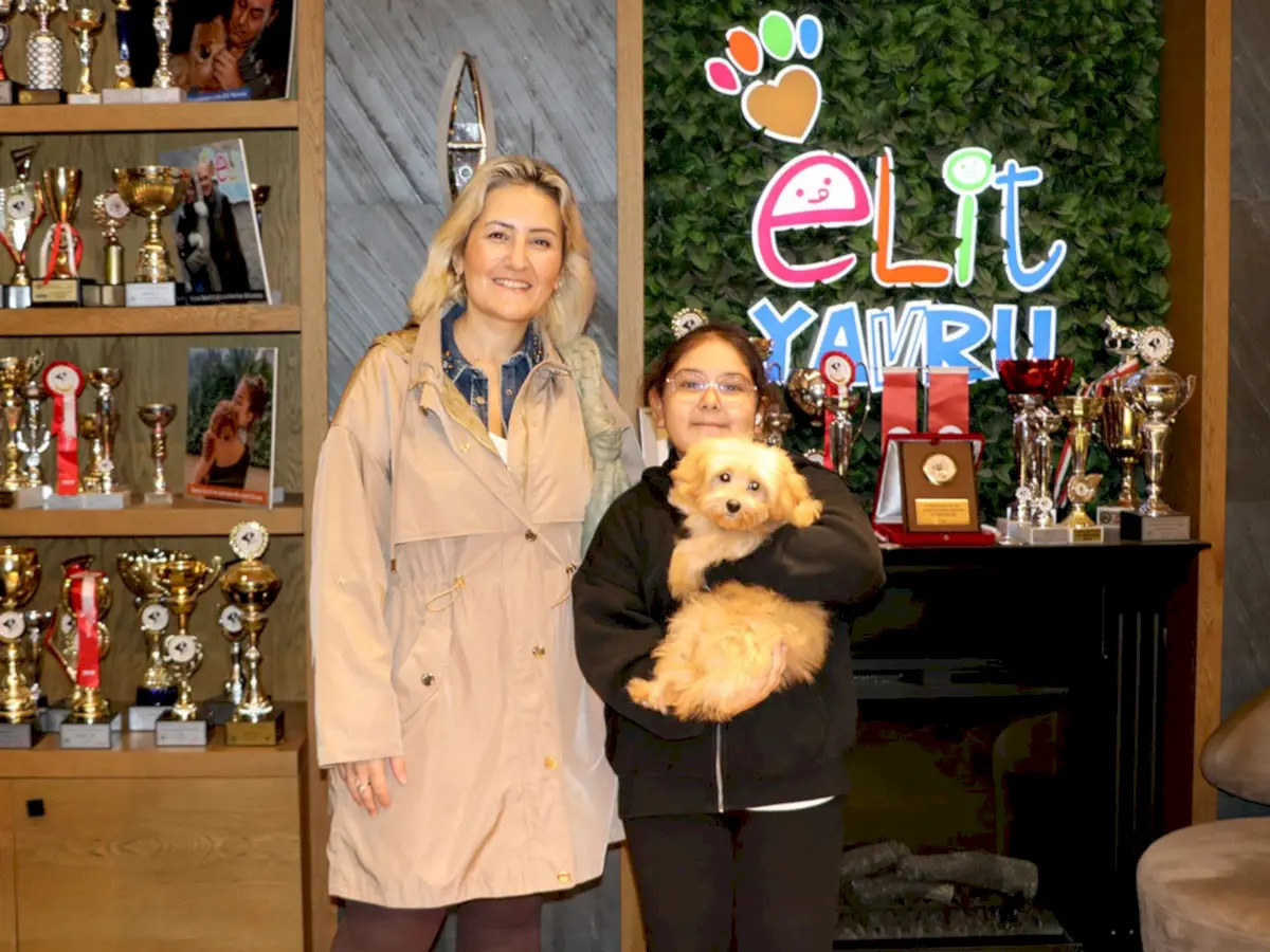 Senem Hanım apricot Maltipoo yavrusuna kavuştu