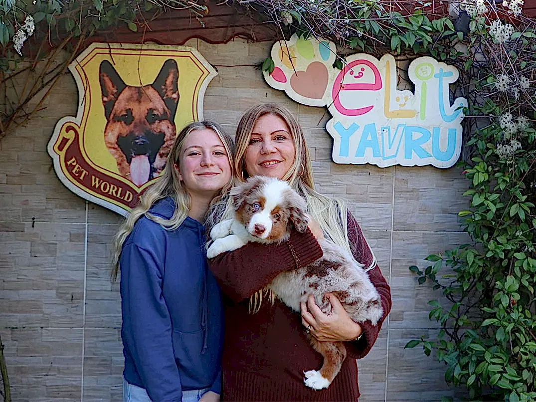 Sevgili Sevda Hanım ve ailesi Miniature American Shepherd yavrularına kavuştular