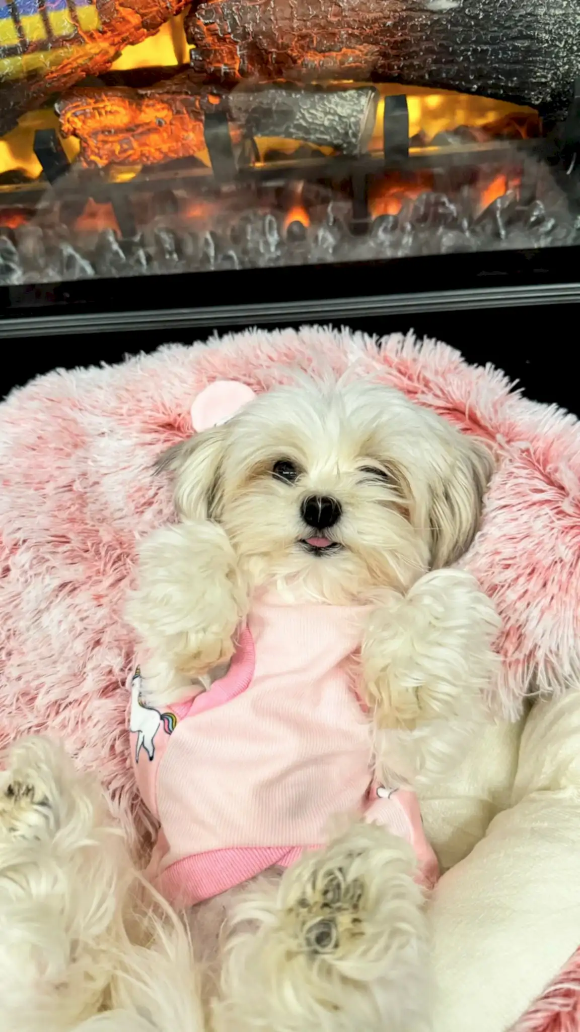 Sevimli Misafirimiz Lola