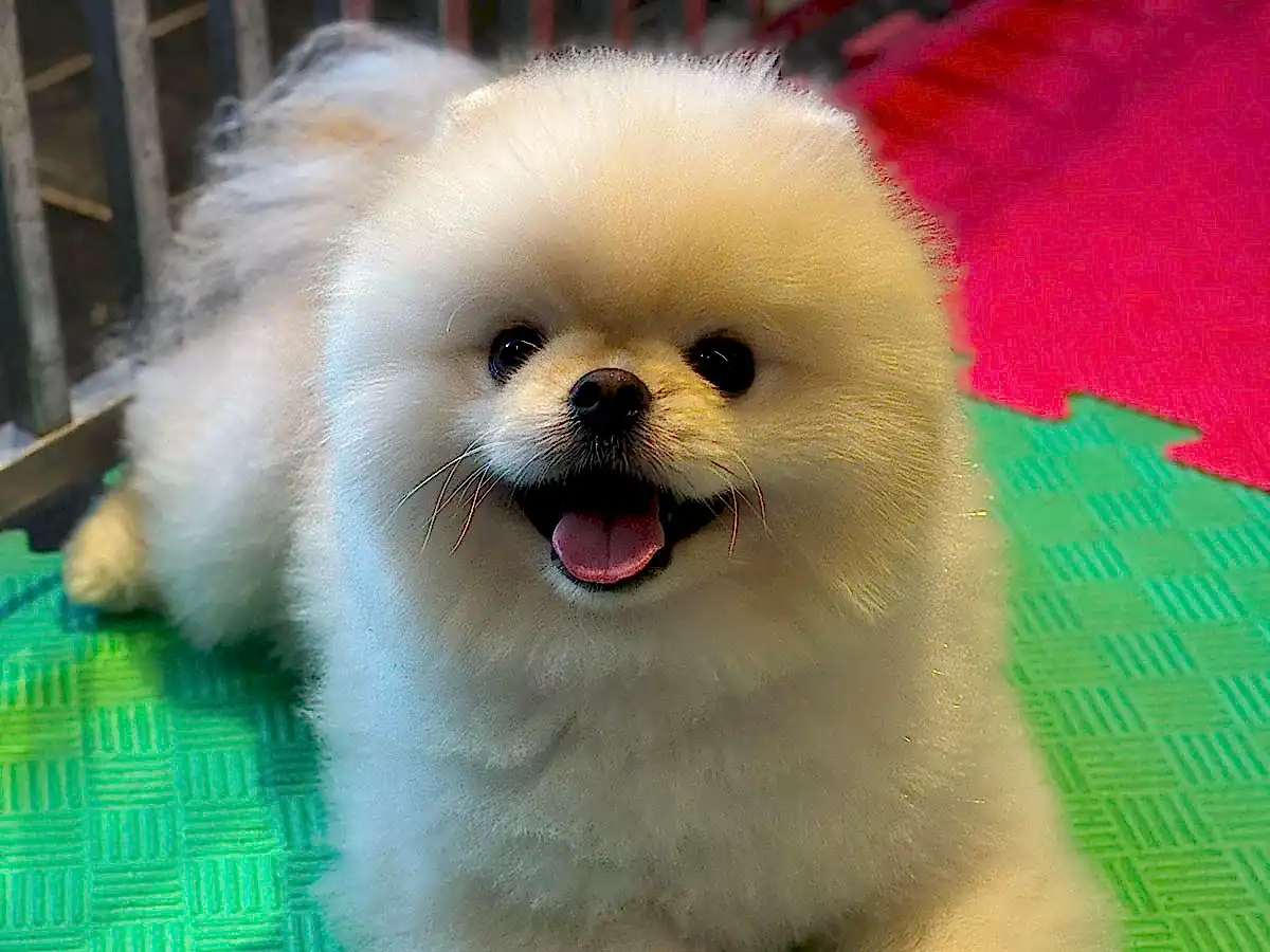 Bakı'dan Otelimize Gelen Pomeranian Pablo