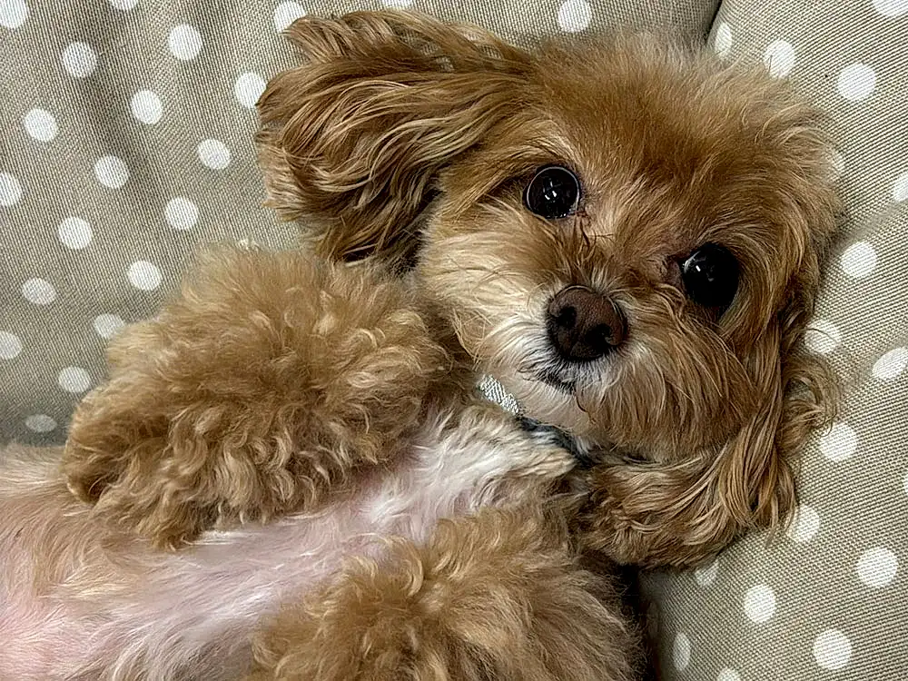 Uykucu Misafirimiz Maltipoo Luna
