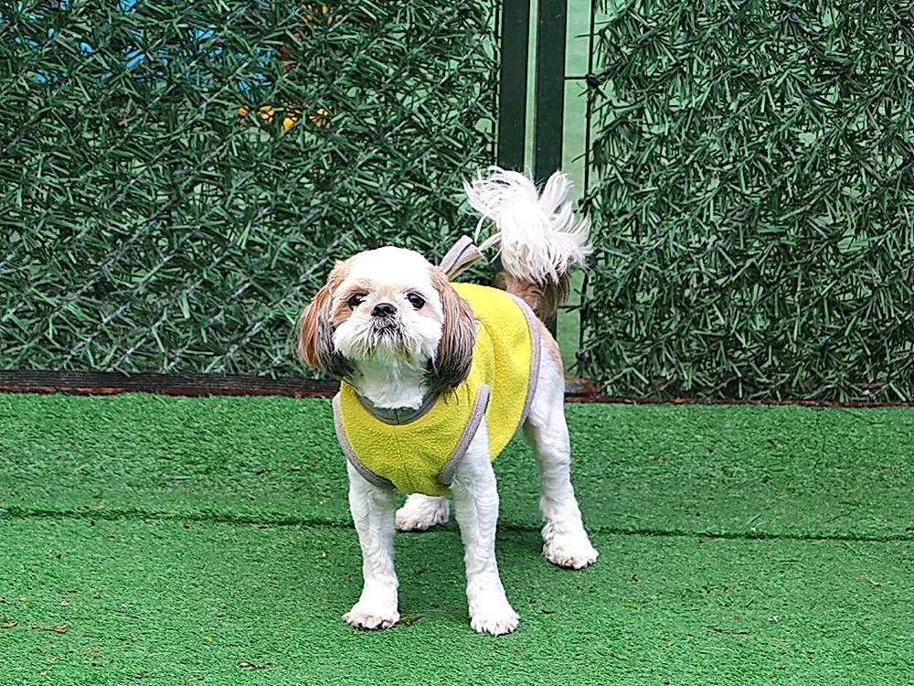 Tarzıyla dikkat çeken Shih Tzu Buster pansiyonumuzda