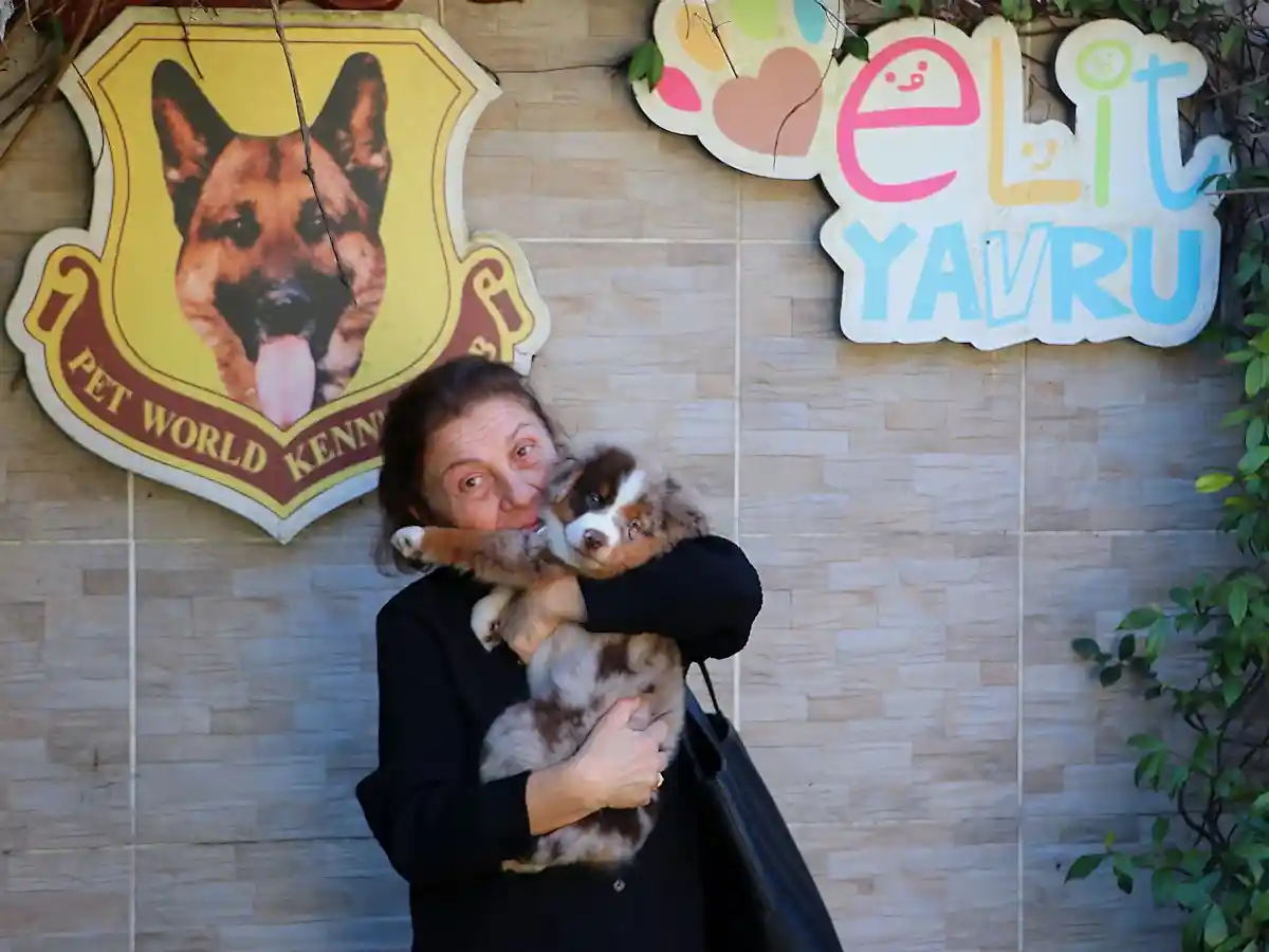 Ümran Hanım’ın Yeni Dostu, Miniature American Shepherd Pati