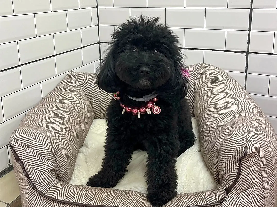 Pansiyonerlerimizden Poodle Zeytin