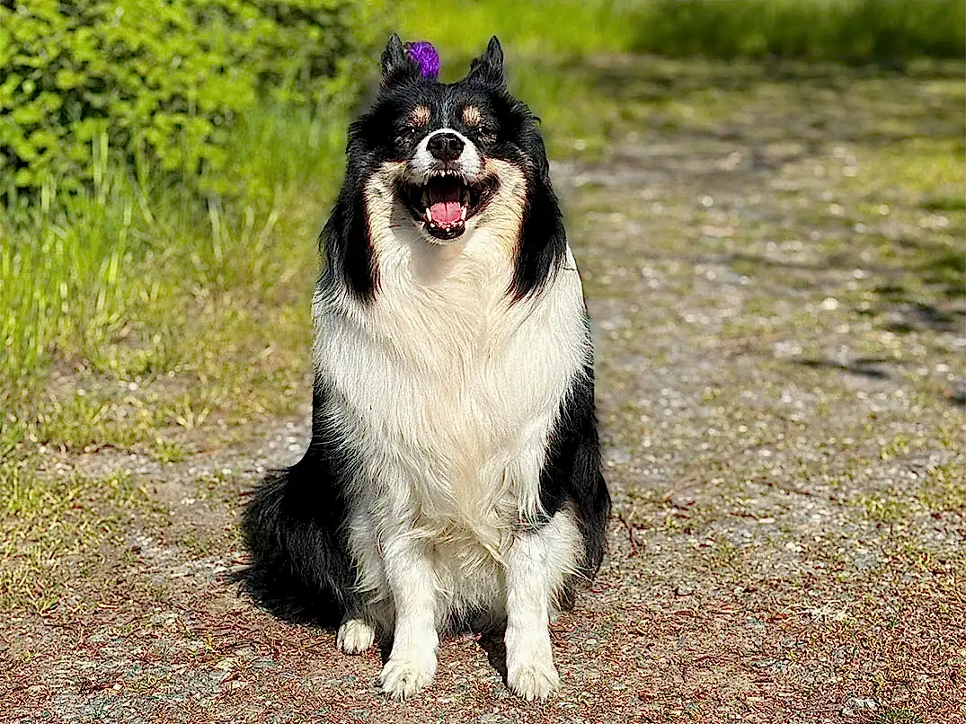 Sevgili Uydeş Ailesi’nin Border Collie dostu Daisy’yi Elit Yavru Pet Otelimizde ağırladık