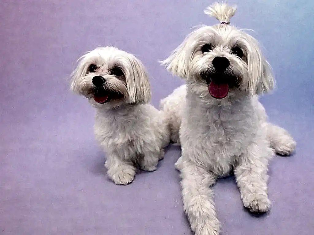Luca & Ponçik