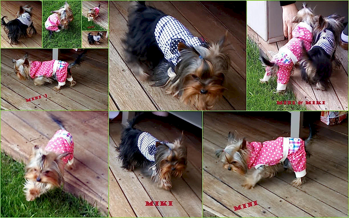 Yorkshire Terrier yavrularımız Mini ve Miki yeni yuvalarında
