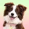 BorderCollie