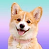 Corgi