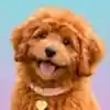 Labradoodle