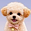Maltipoo