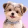 Morkie