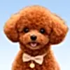 Poodle