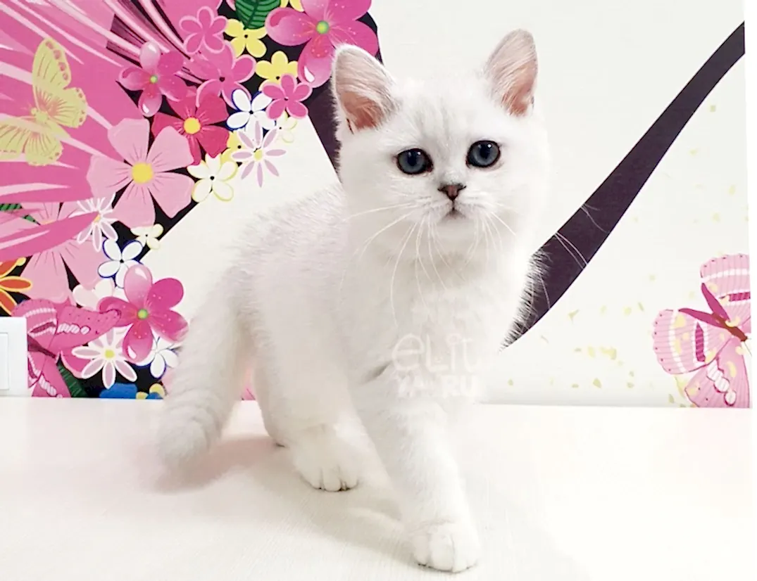 Mia