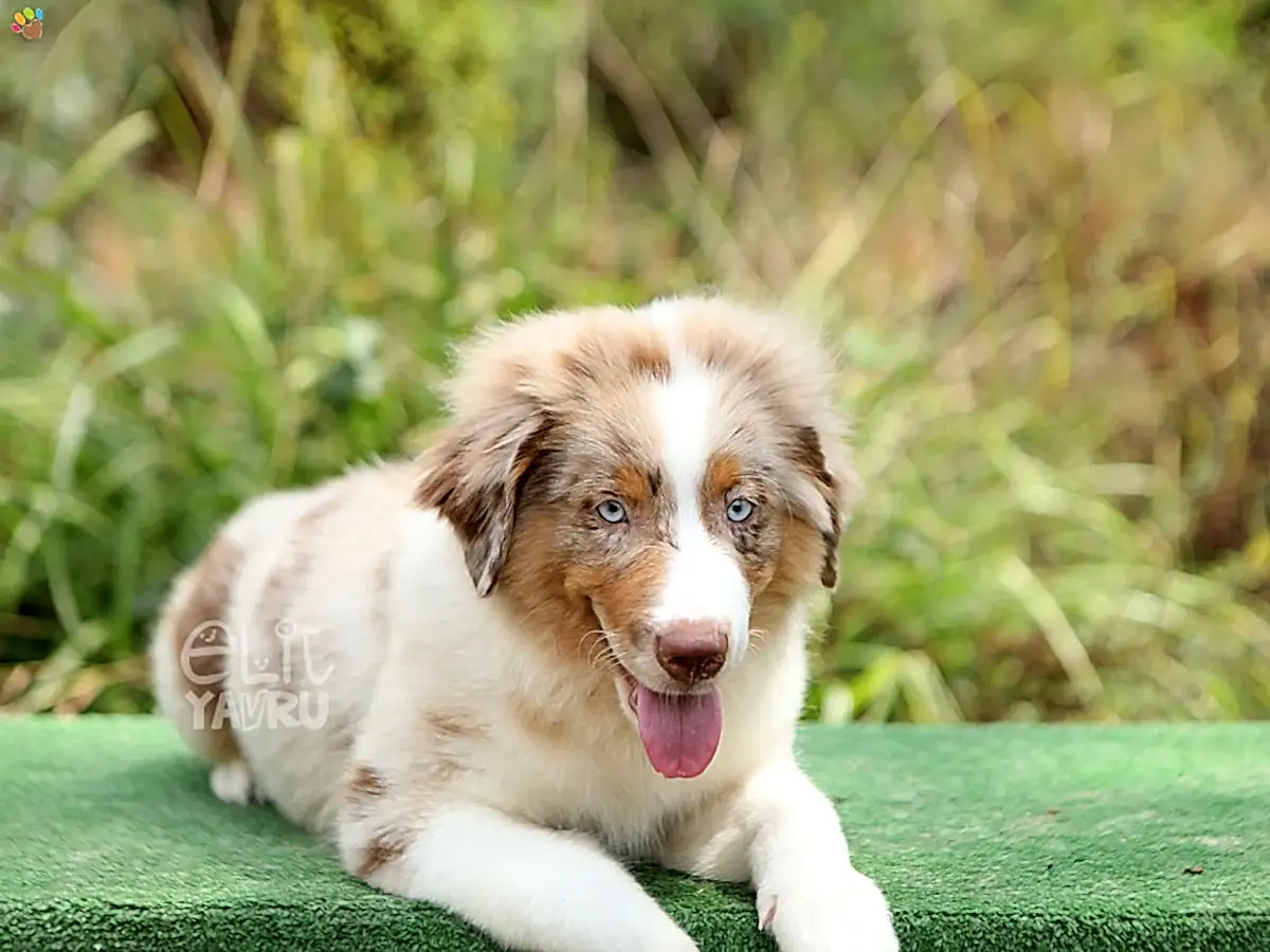 Miniature American Shepherd Shadow 3