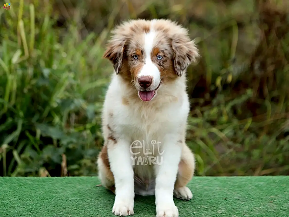 Miniature American Shepherd Shadow 4