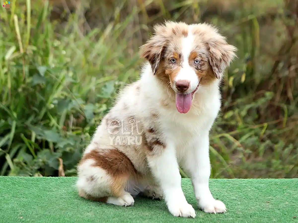 Miniature American Shepherd Shadow 2