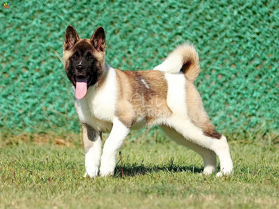 Akita inu Arwen