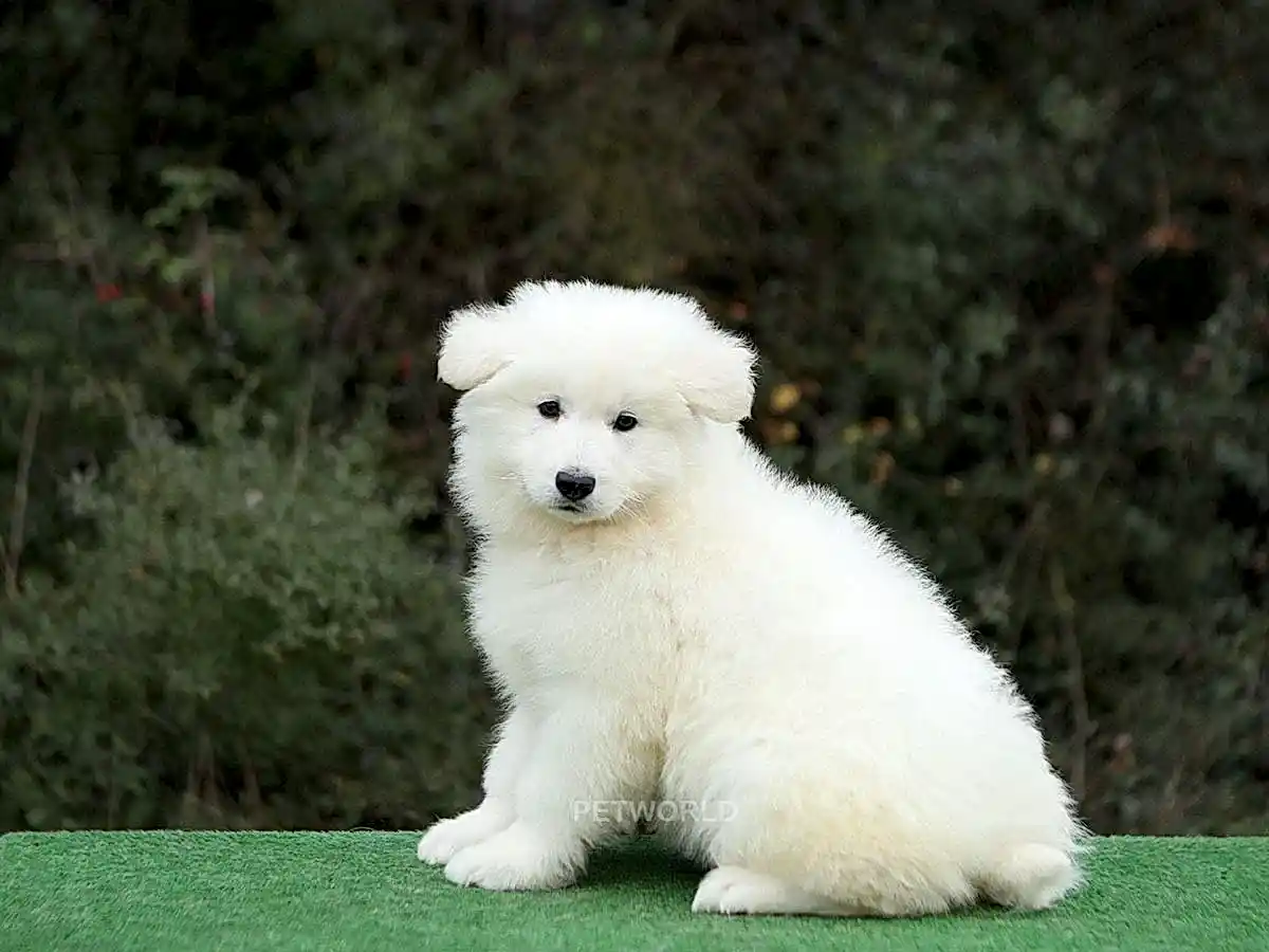 Alman Çoban Köpeği Hector 1