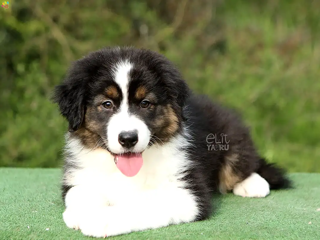 Australian Shepherd Harley