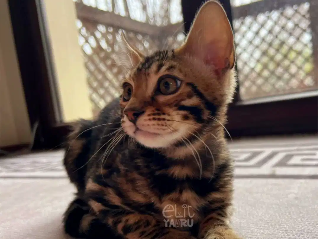 Bengal Rusty 2