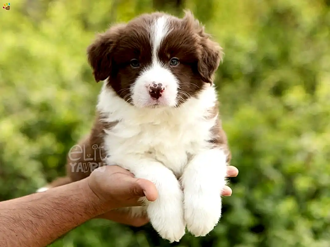 Border Collie Buddy
