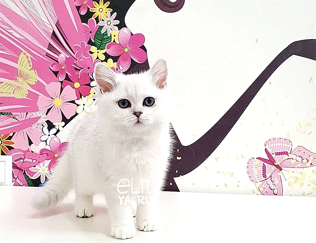 British Shorthair Mia 2