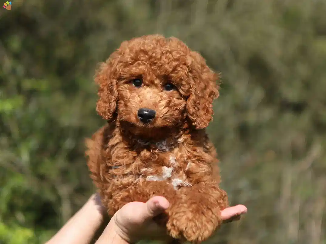 Labradoodle Ghost