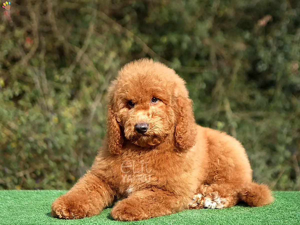 Labradoodle Levi