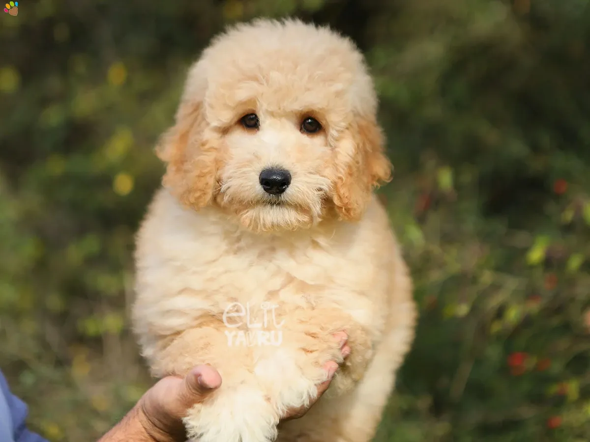 Labradoodle Lila