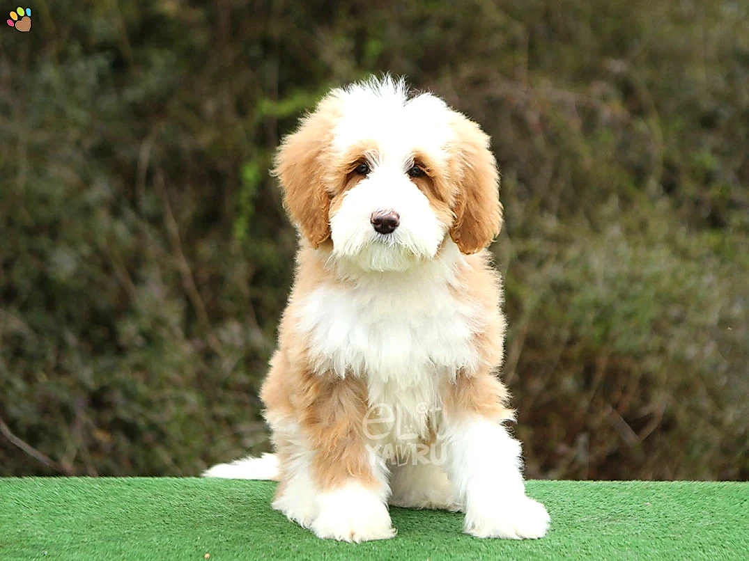 Labradoodle Lisbon