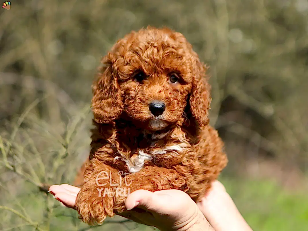 Labradoodle Lulu