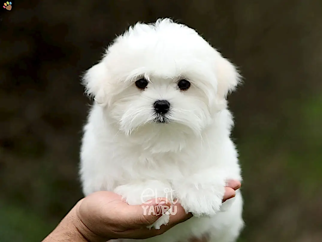 Maltese Terrier Manu