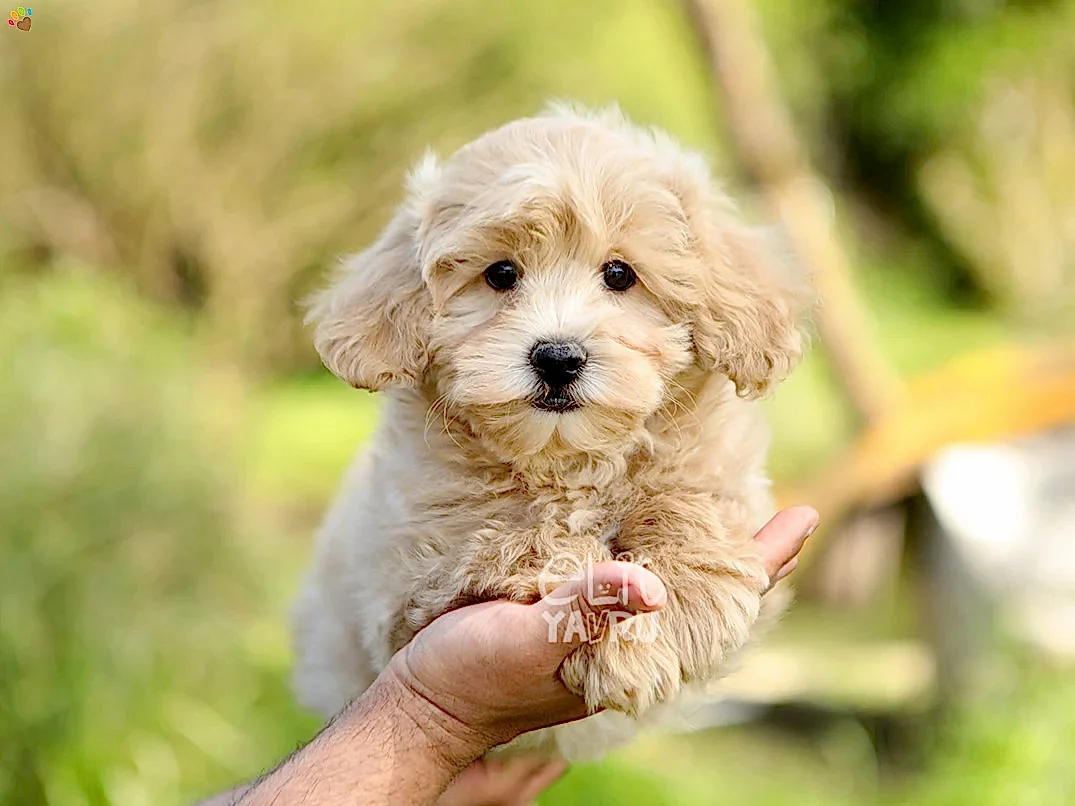 Maltipoo Dusty
