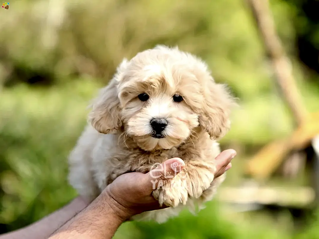 Maltipoo Dusty 1