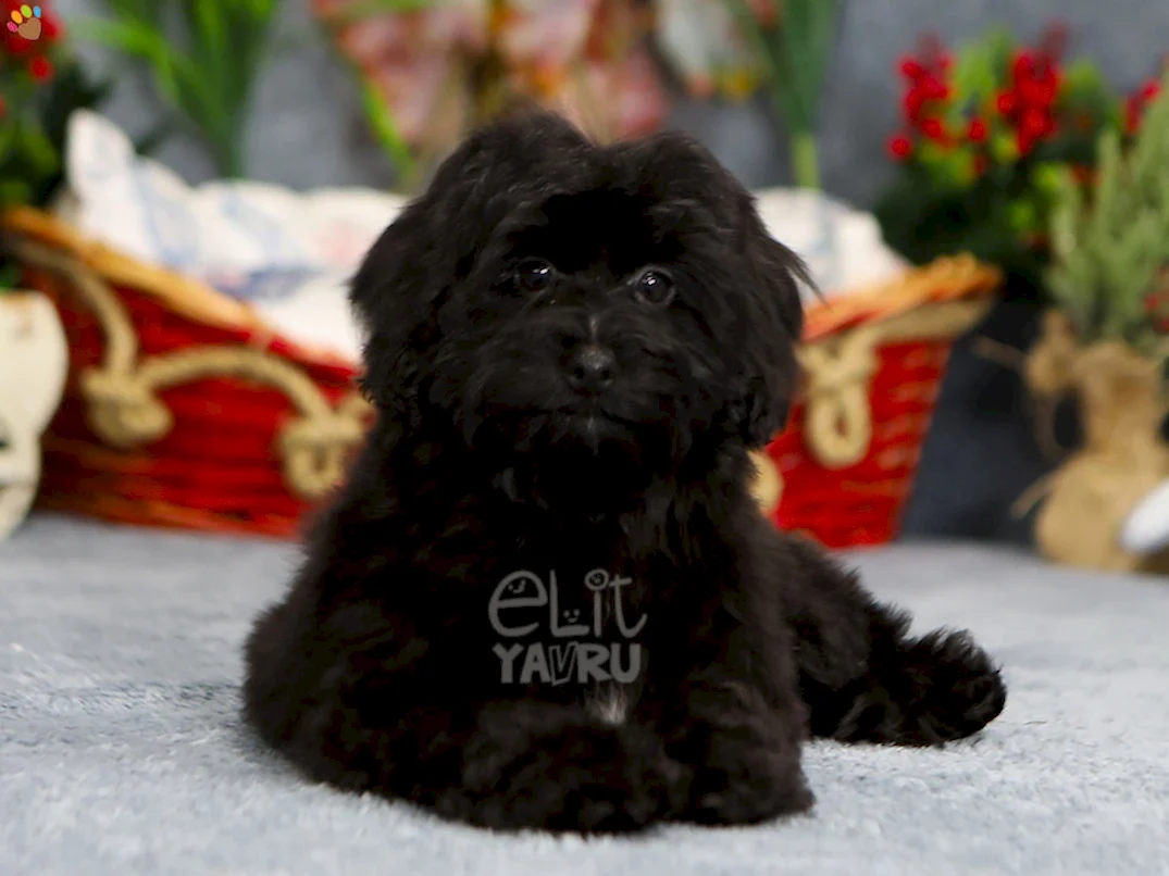 Maltipoo Enzo